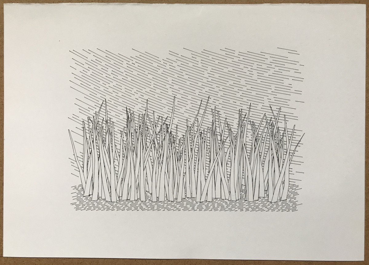 Black-and-white pen plotter drawing of thin glass blades on soil, with a glimpse of the sky in the background.